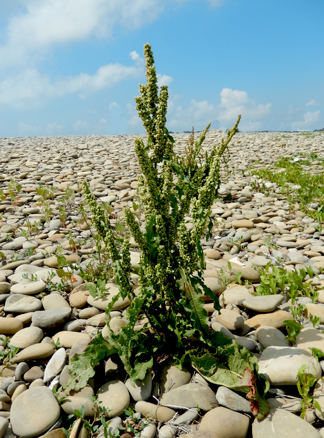 Изображение особи Rumex crispus.