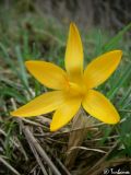 Crocus angustifolius