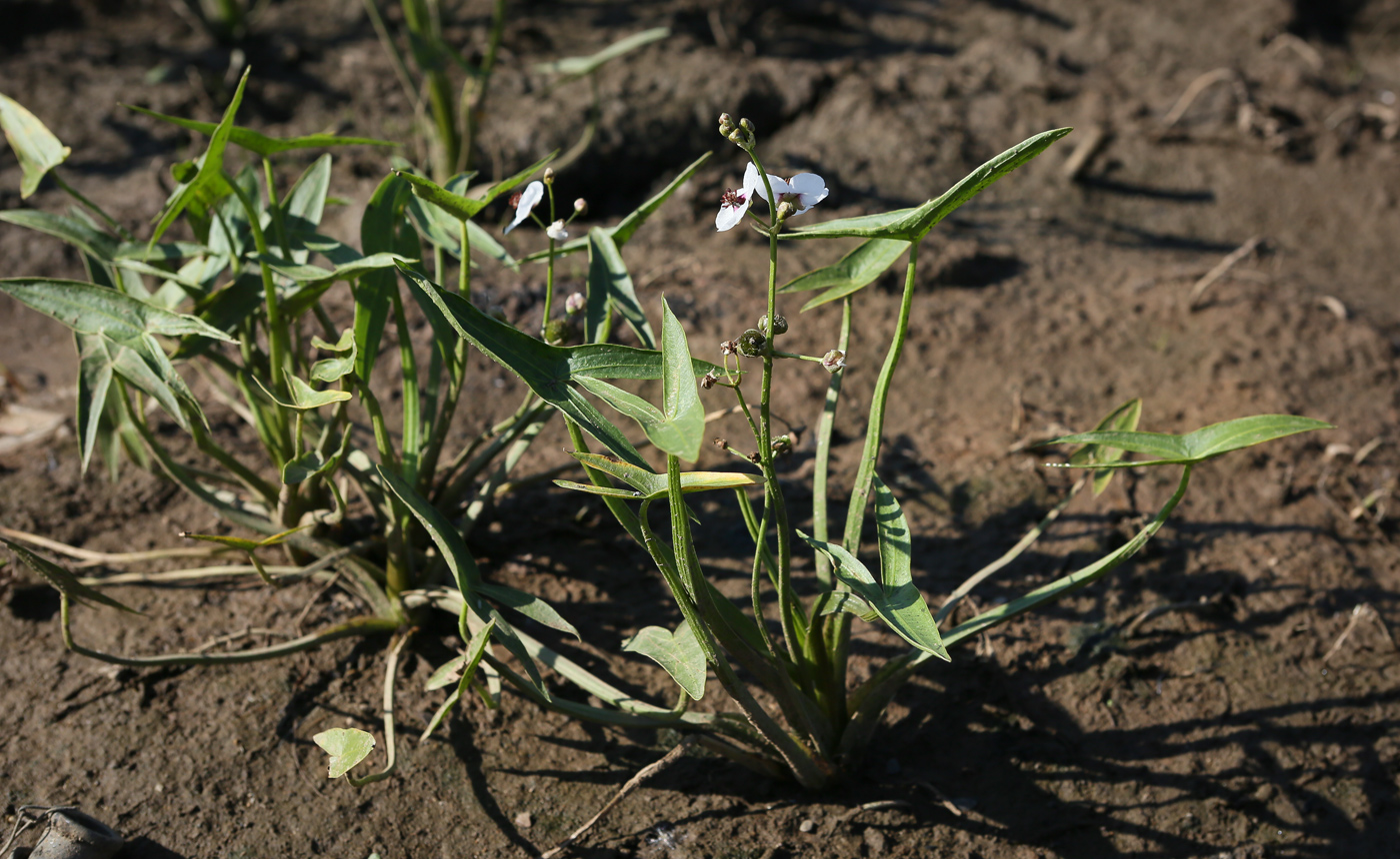 Image of Sagittaria sagittifolia specimen.