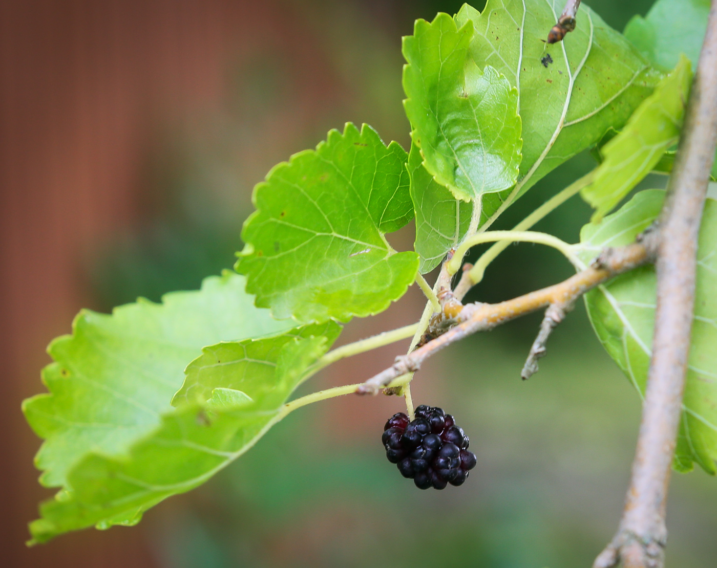 Изображение особи Morus alba.