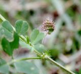 Medicago polymorpha