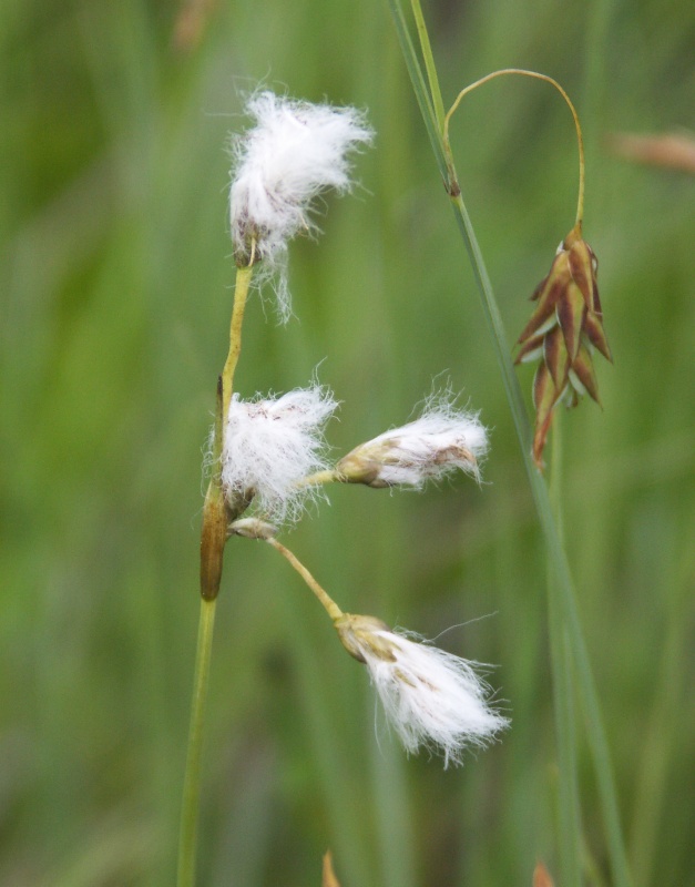 Image of Eriophorum gracile specimen.