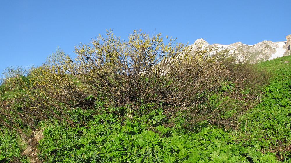 Image of Salix caprea specimen.