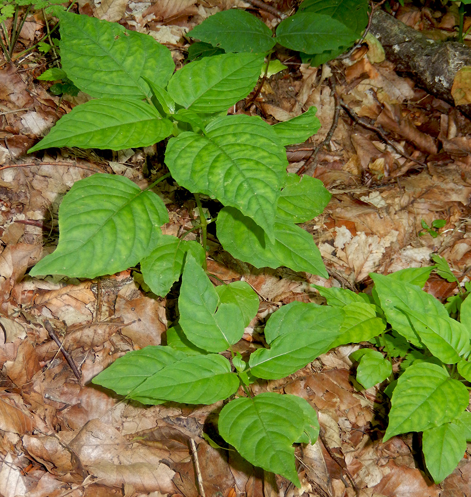 Image of Circaea lutetiana specimen.