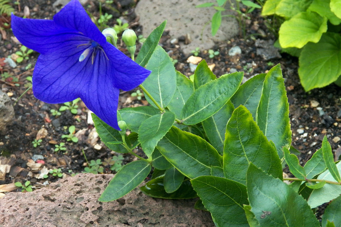 Image of Platycodon grandiflorus specimen.