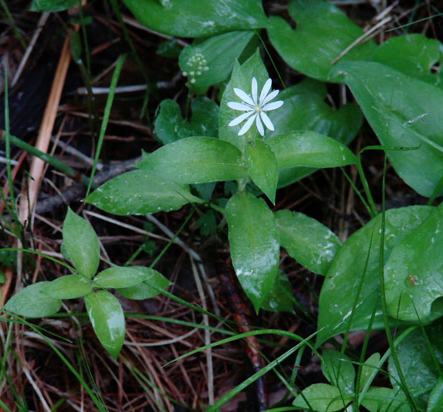 Image of Stellaria bungeana specimen.