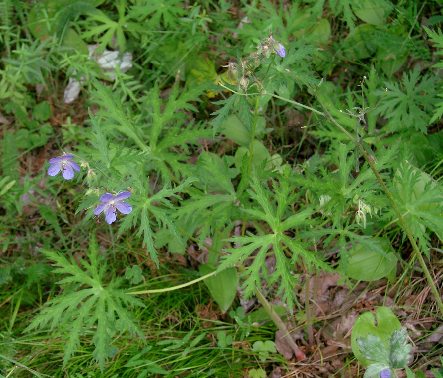 Image of Geranium transbaicalicum ssp. turczaninovii specimen.