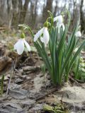 Galanthus caucasicus. Цветущее растение. Ставропольский край, окр. Ставрополя, Русский лес. 24.03.2010.