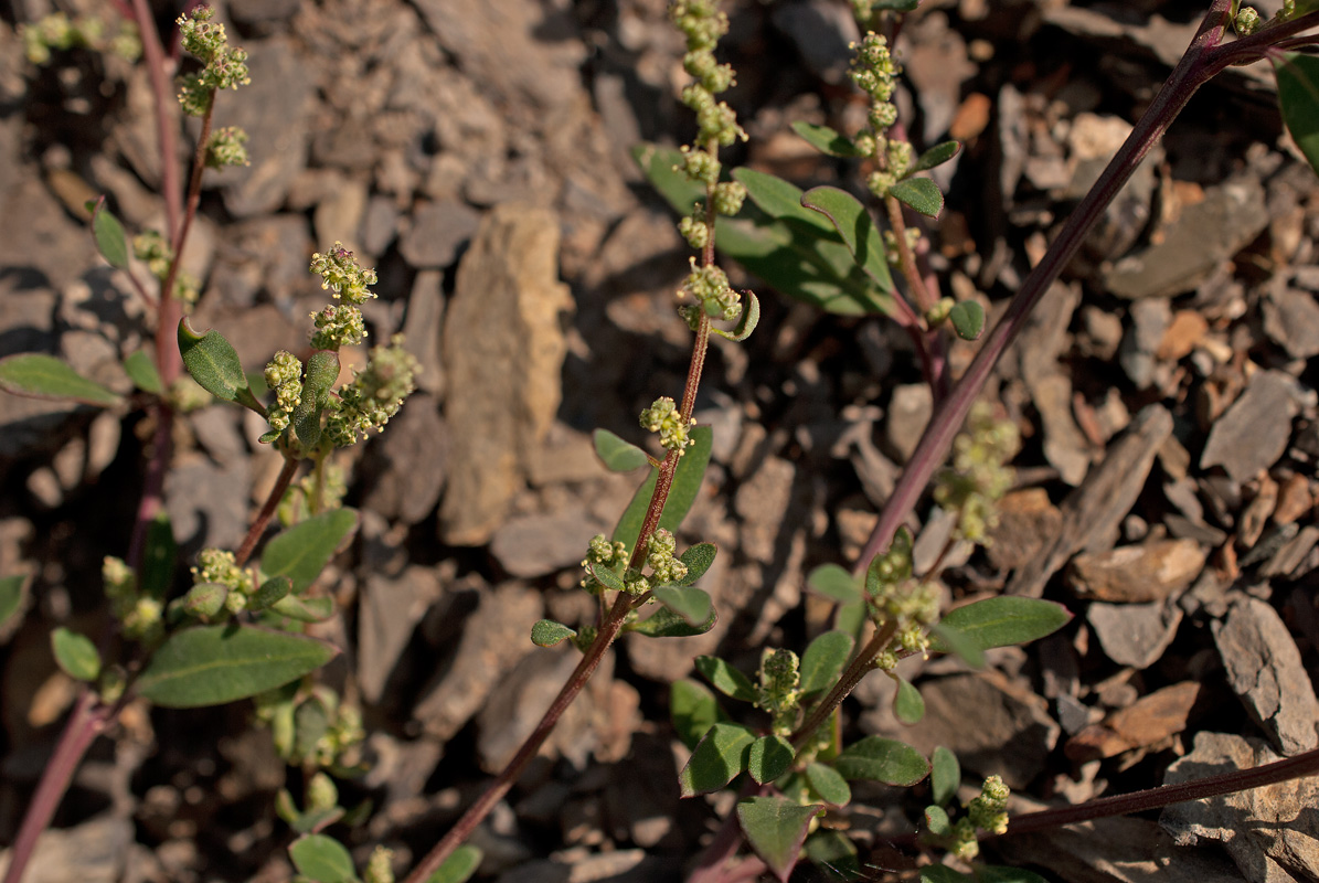 Изображение особи Chenopodium acuminatum.