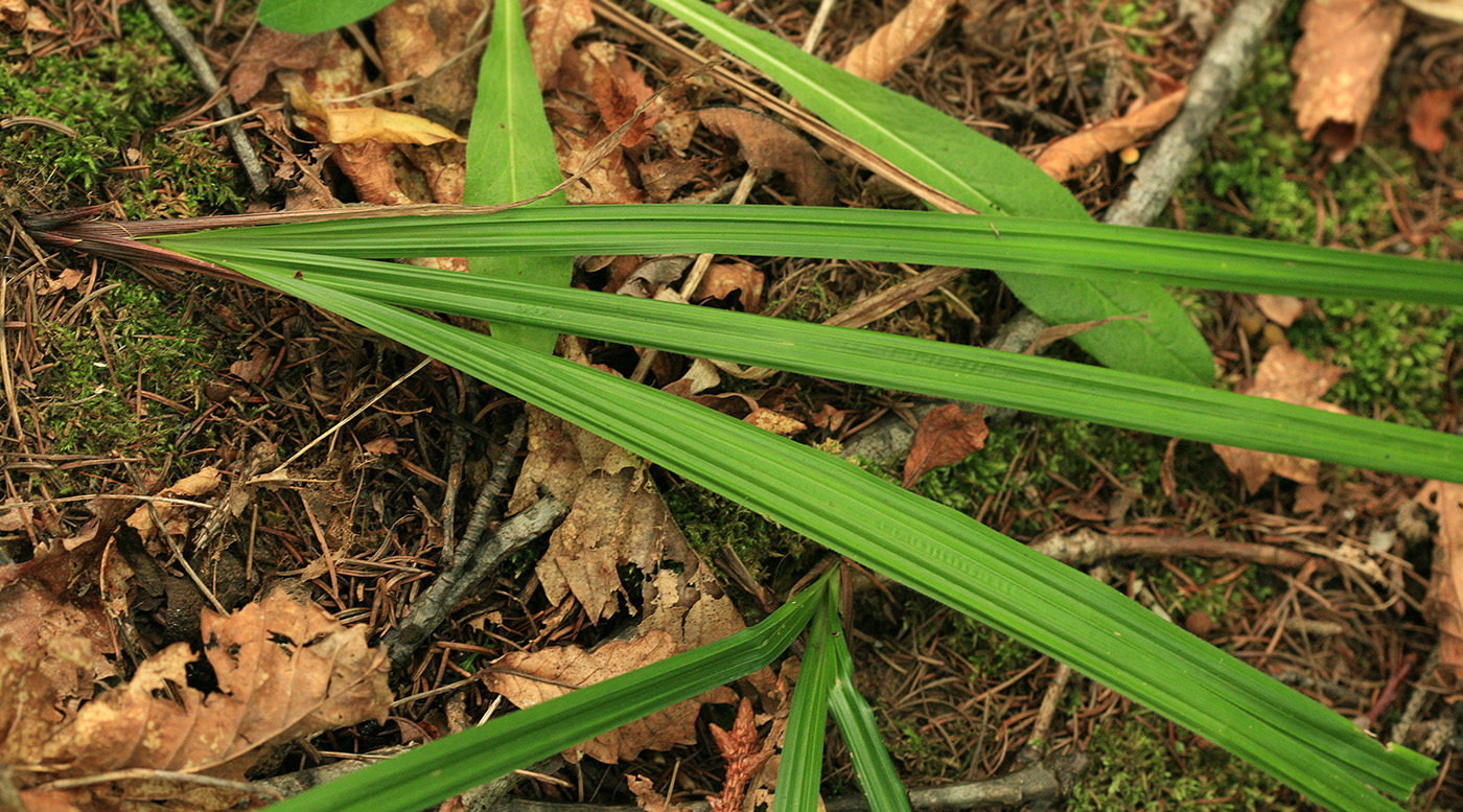 Изображение особи Carex insaniae.