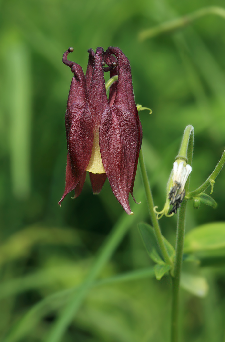 Изображение особи Aquilegia oxysepala.