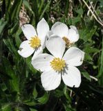 Anemonastrum crinitum. Верхушка цветущего растения. Республика Алтай, Шебалинский р-н, окр. с. Мыюта. 07.06.2006.