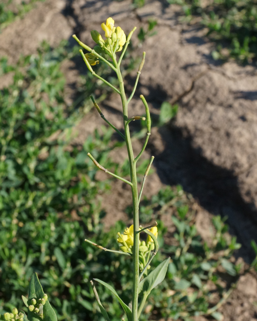 Image of Brassica campestris specimen.