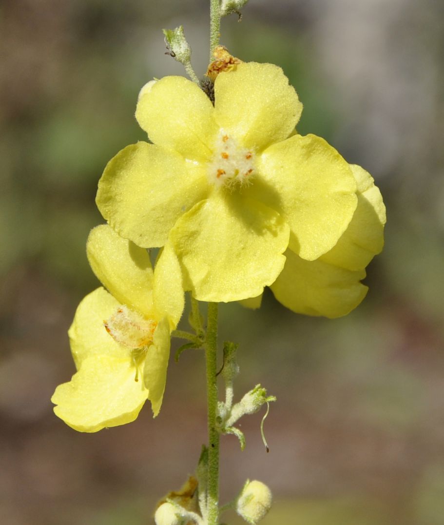 Изображение особи Verbascum delphicum.