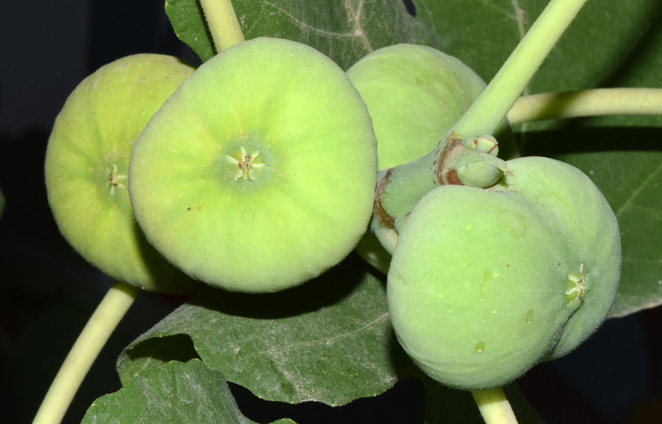 Image of Ficus carica specimen.