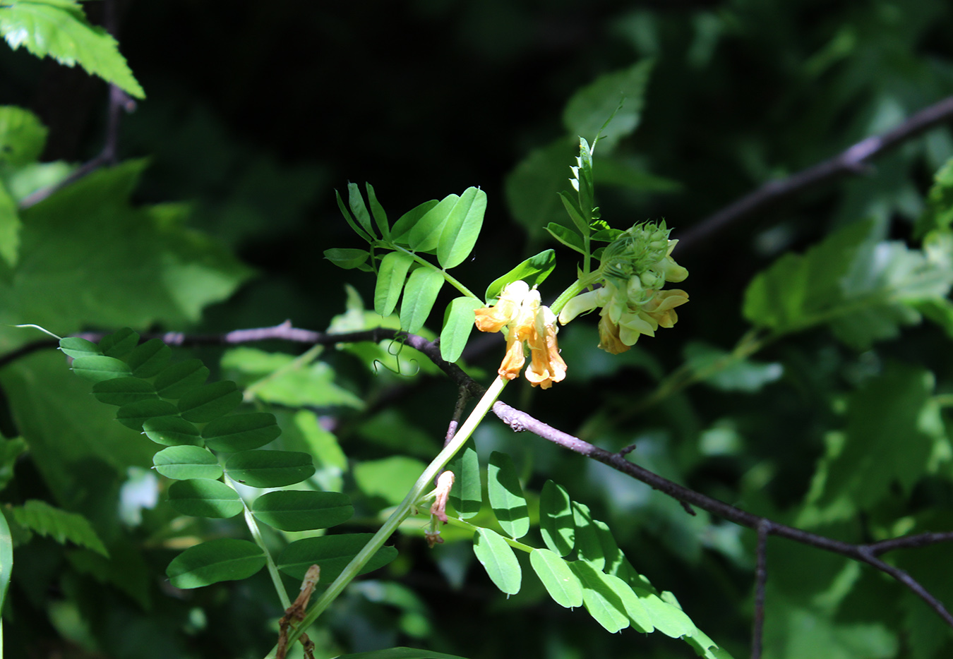 Image of Vicia balansae specimen.