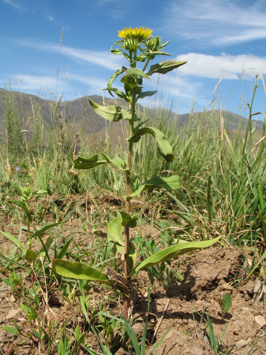 Изображение особи Inula britannica.