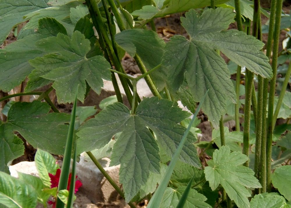 Image of Anemone hupehensis specimen.