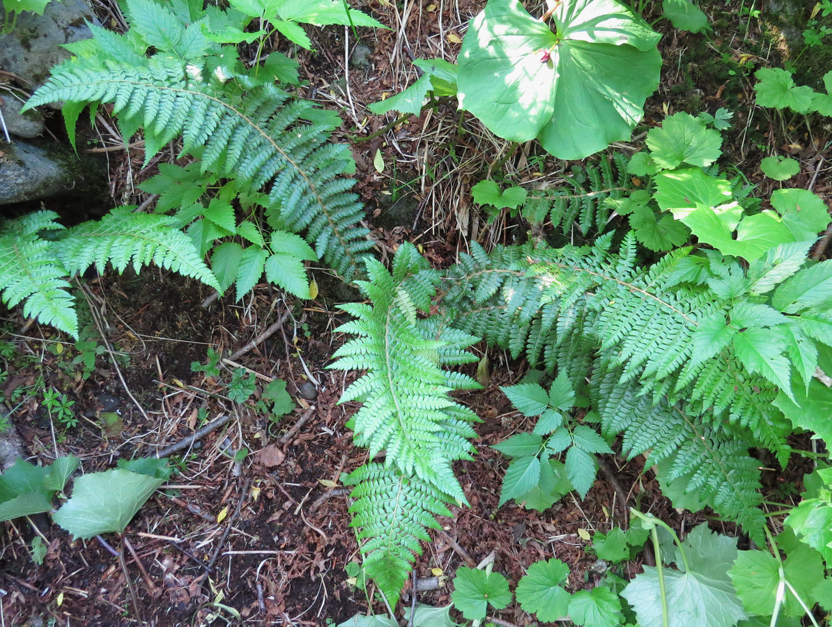 Image of Polystichum braunii specimen.