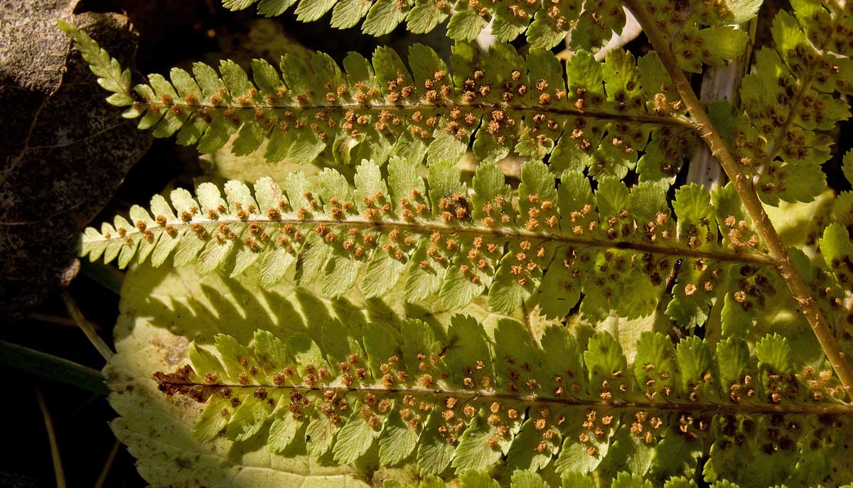 Image of Dryopteris filix-mas specimen.