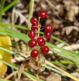 Maianthemum bifolium. Верхушка засыхающего растения с соплодием. Иркутская обл., Шелеховский р-н, окр. с. Введенщина, сосновый лес, обочина лесной дороги. 10.09.2016.