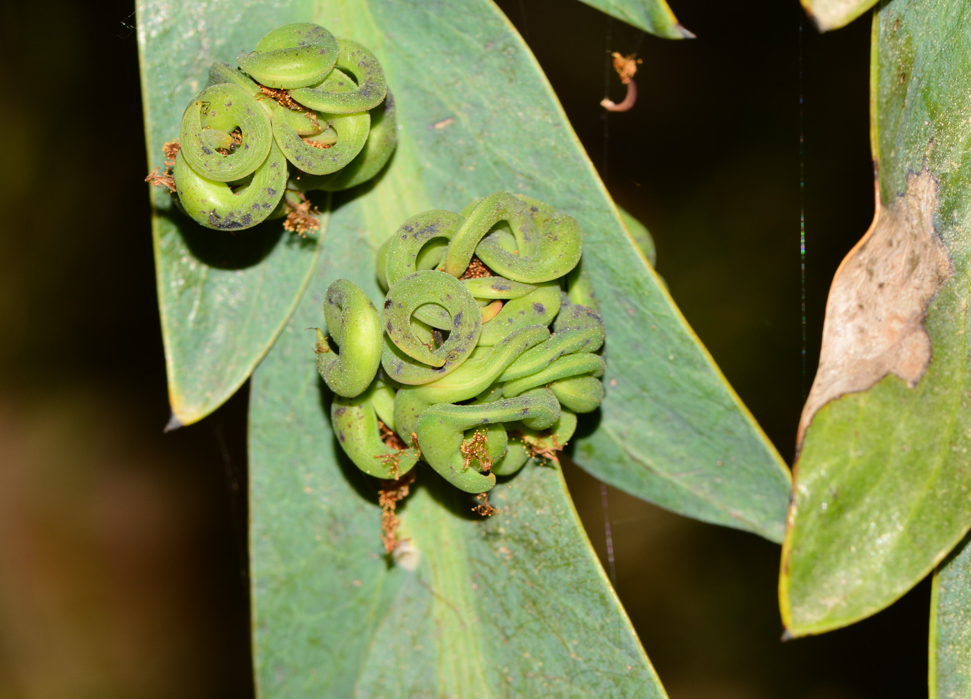 Image of Acacia glaucoptera specimen.