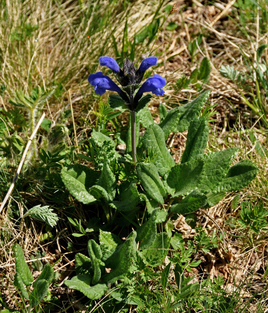 Изображение особи Dracocephalum grandiflorum.