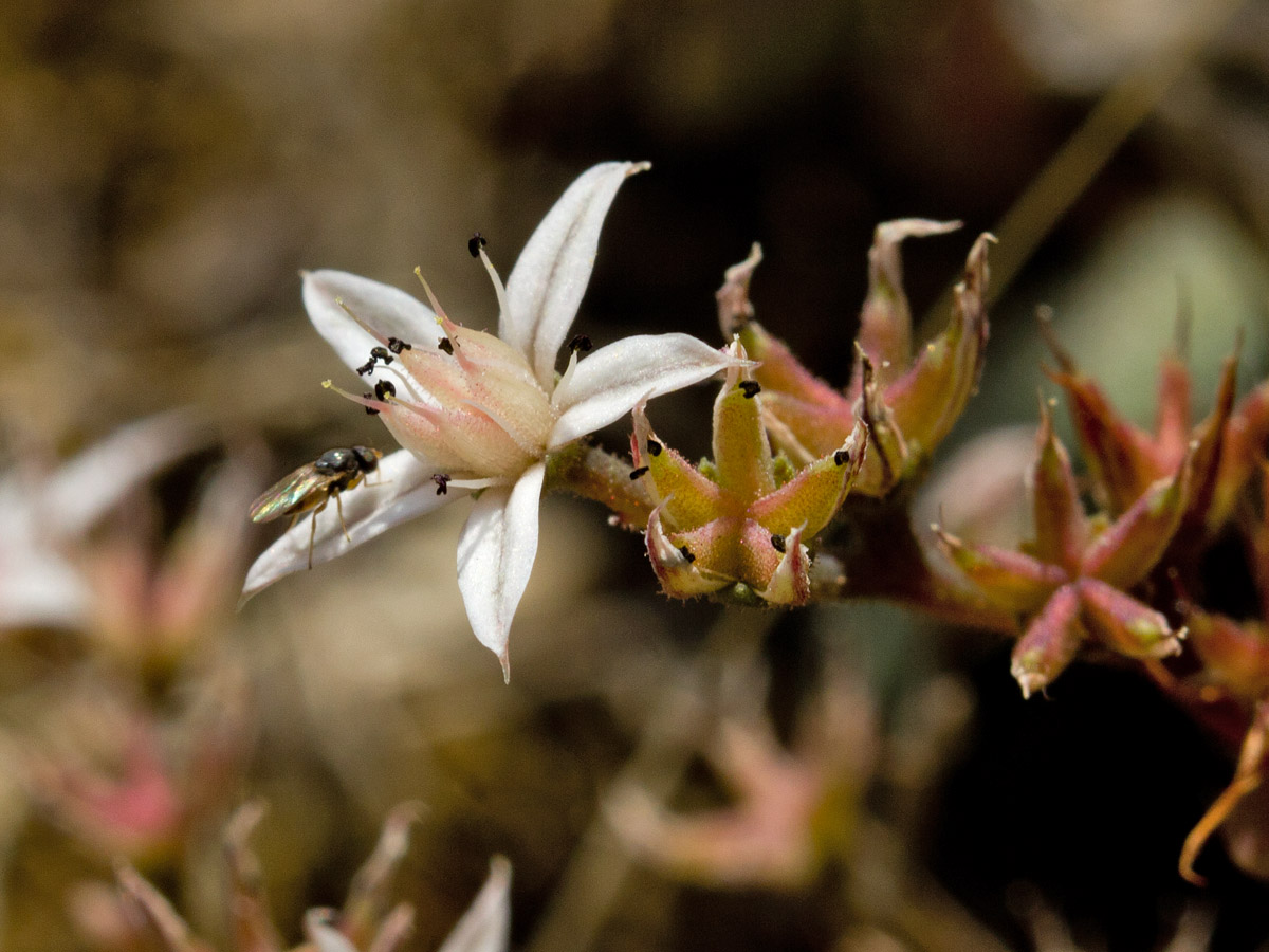 Image of Sedum eriocarpum ssp. spathulifolium specimen.