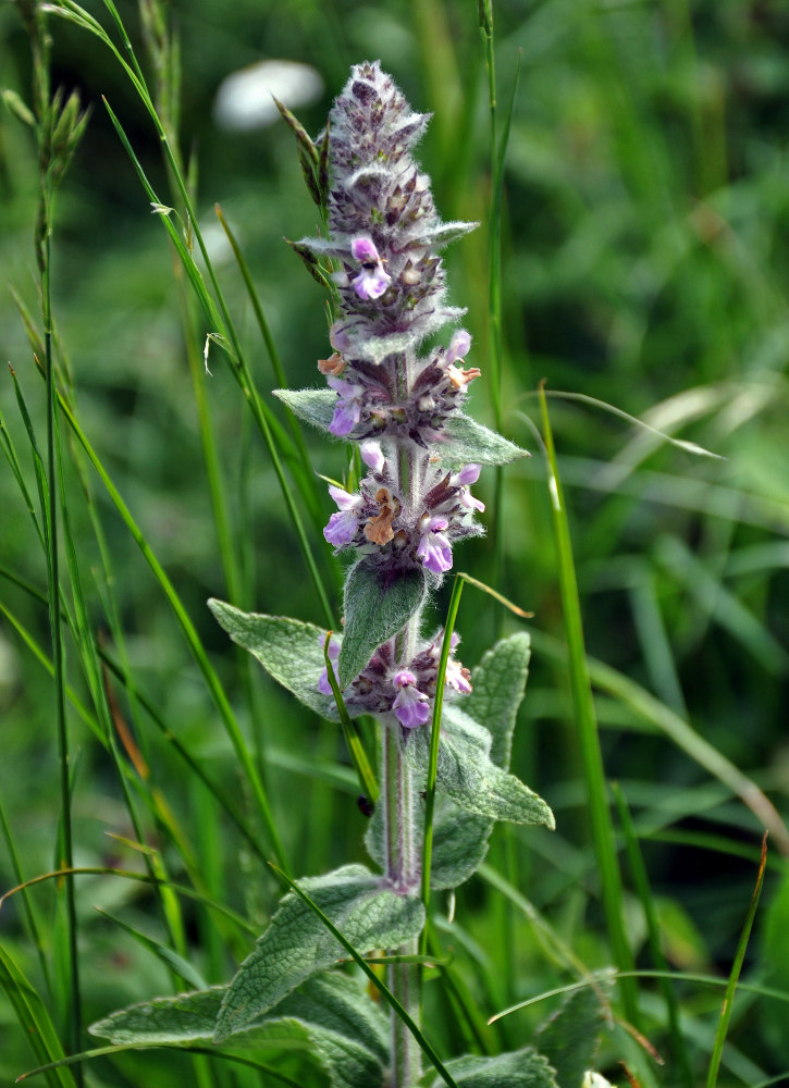 Image of Stachys balansae specimen.