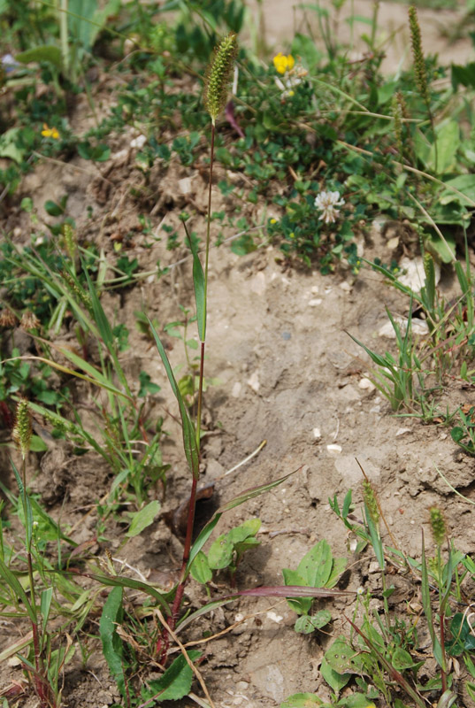 Image of Setaria pumila specimen.