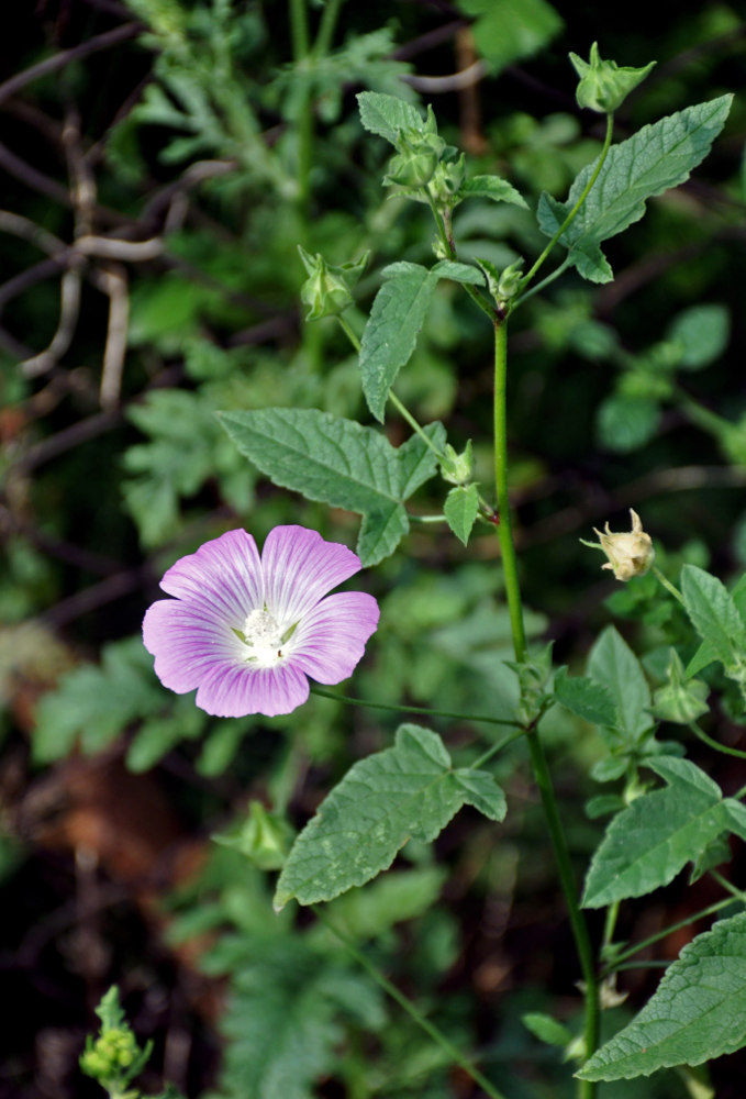 Изображение особи Malva punctata.