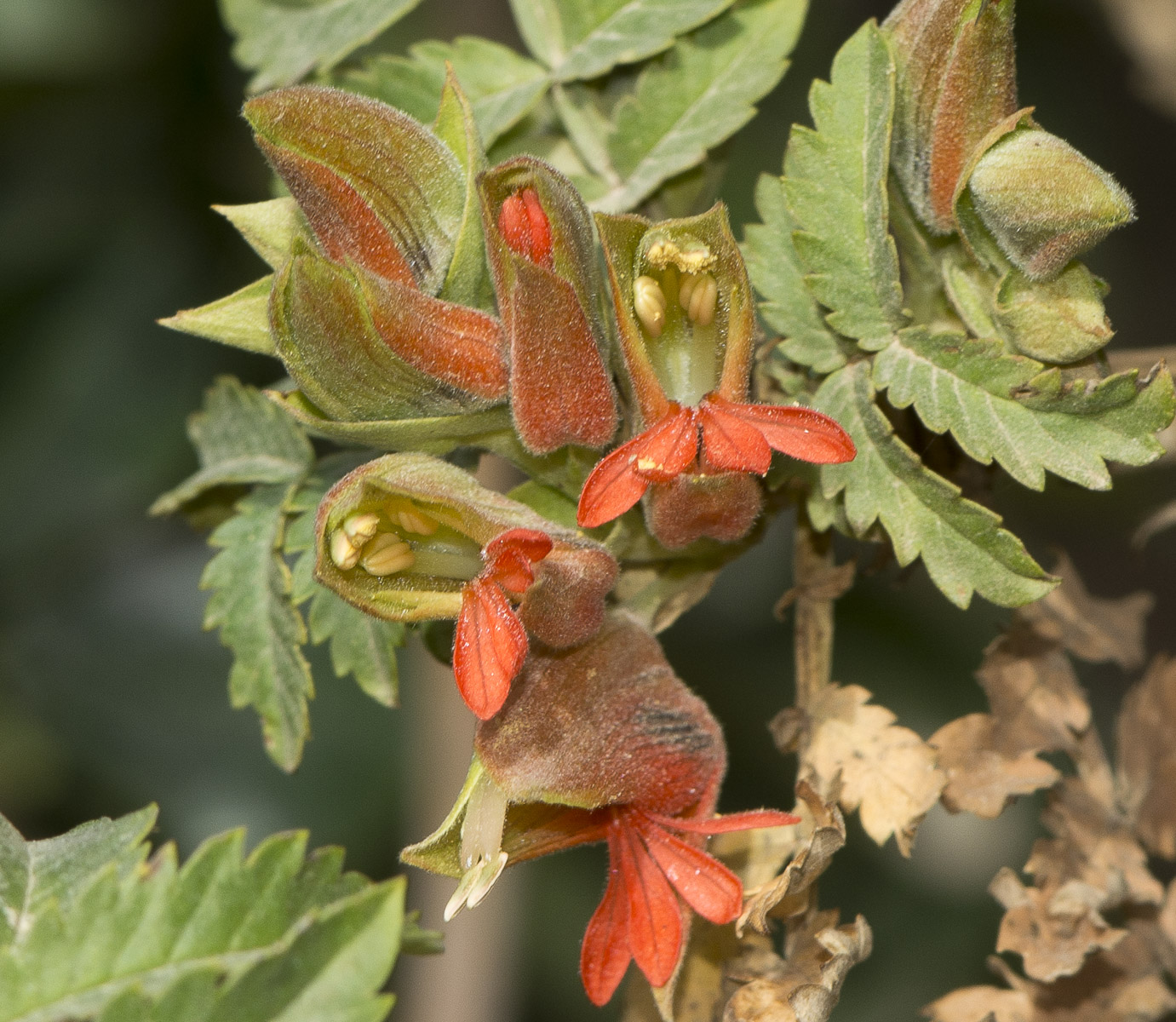 Image of Melianthus comosus specimen.