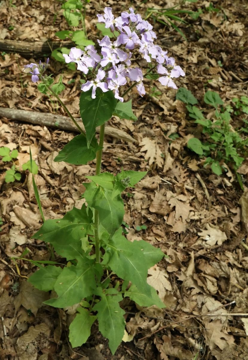 Image of Hesperis steveniana specimen.