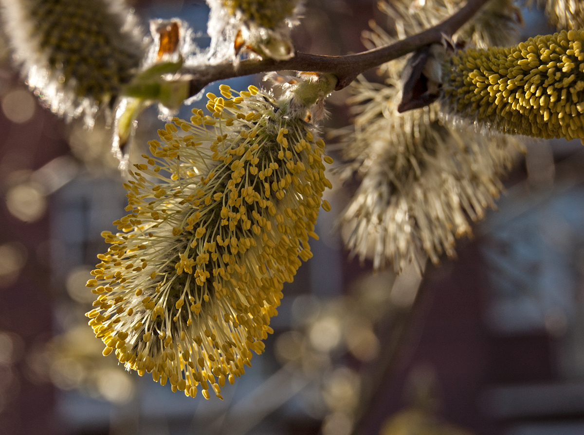 Image of Salix caprea specimen.