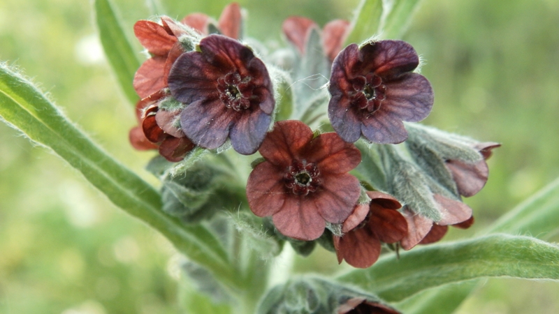 Изображение особи Cynoglossum officinale.