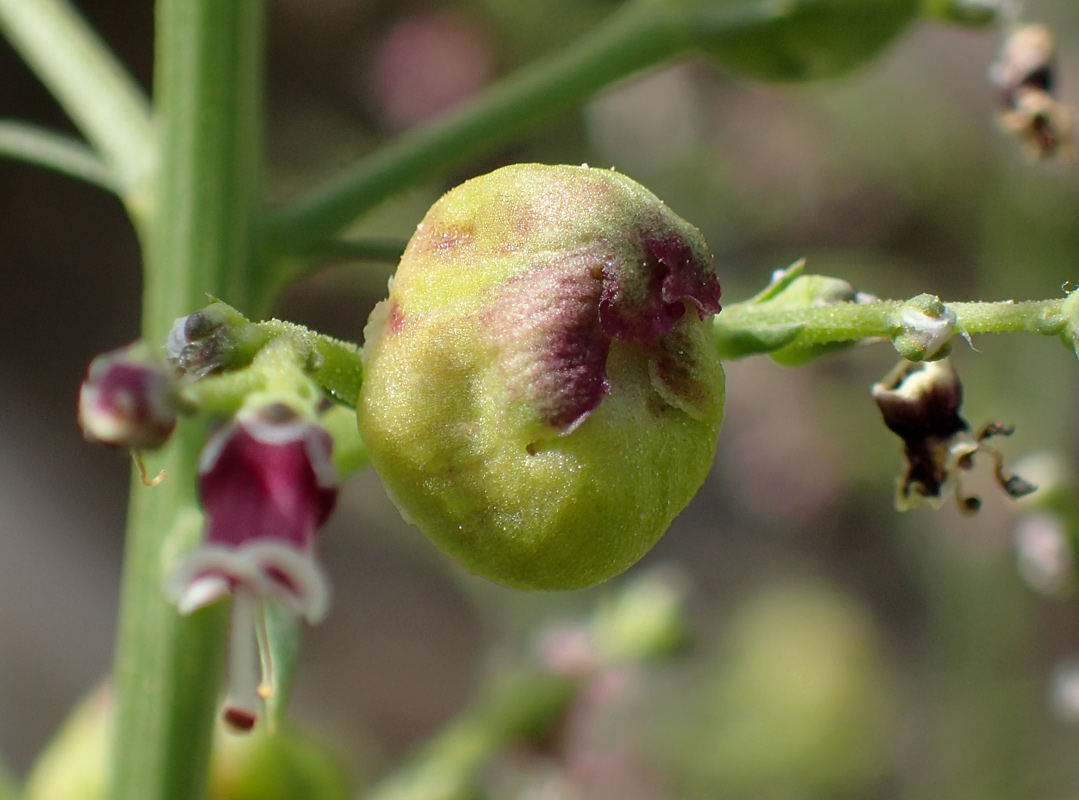 Image of Scrophularia bicolor specimen.