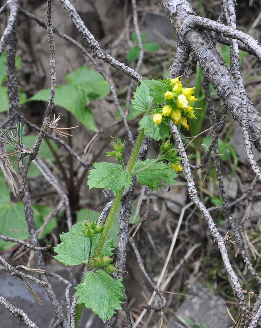 Image of Scrophularia chrysantha specimen.