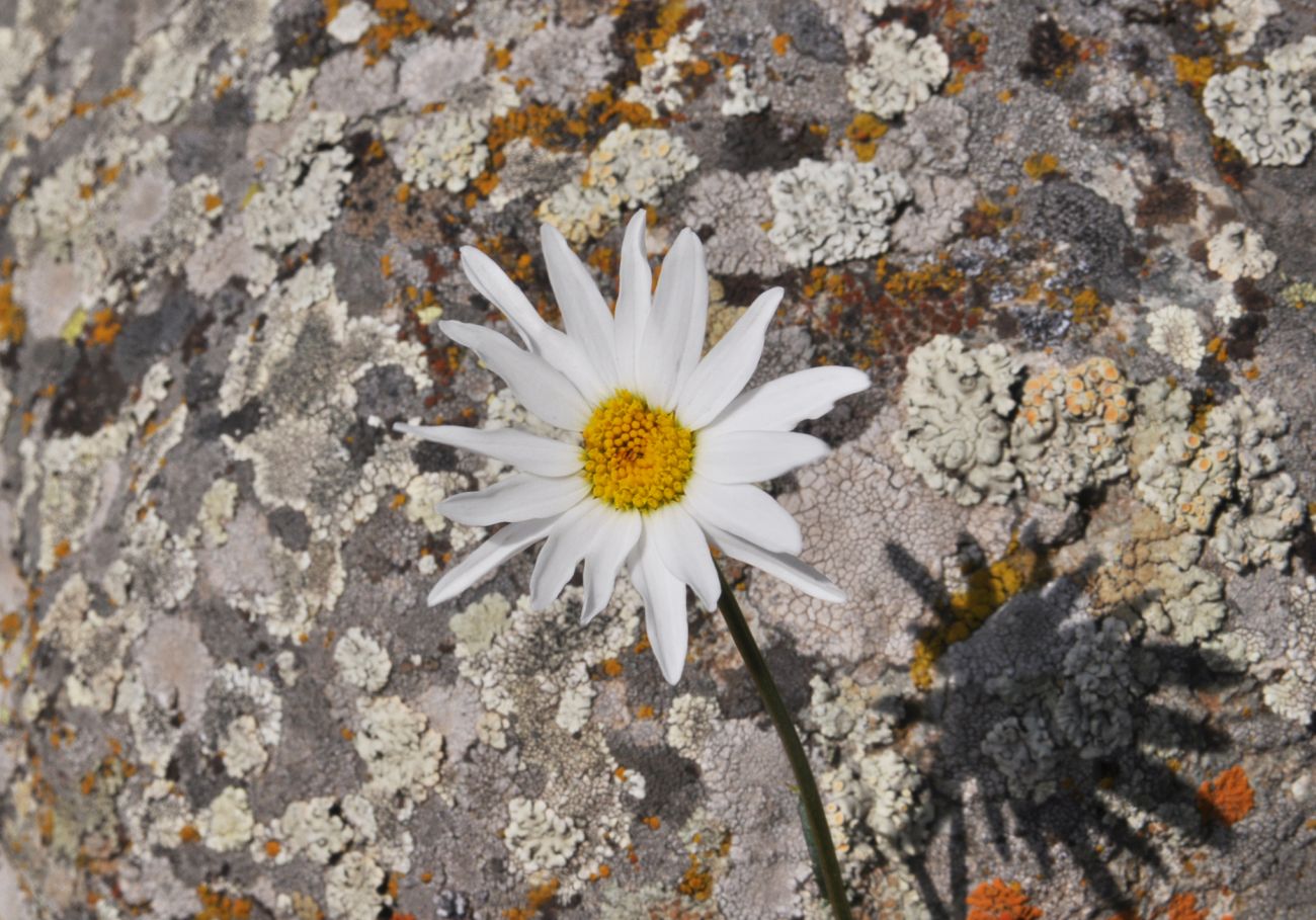 Изображение особи Leucanthemum vulgare.