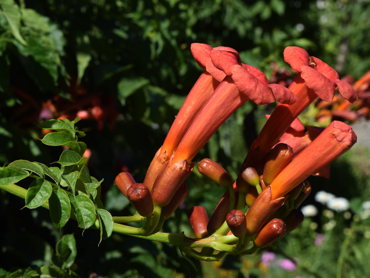 Image of Campsis radicans specimen.