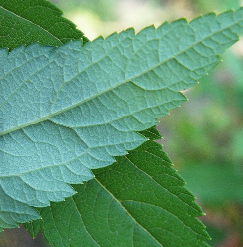 Image of Spiraea japonica specimen.