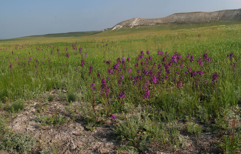 Image of Verbascum phoeniceum specimen.