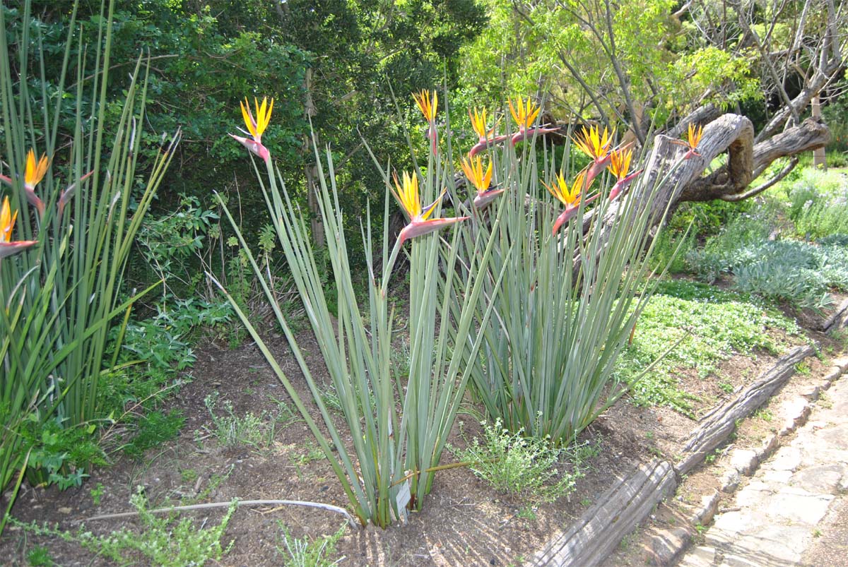 Изображение особи Strelitzia juncea.