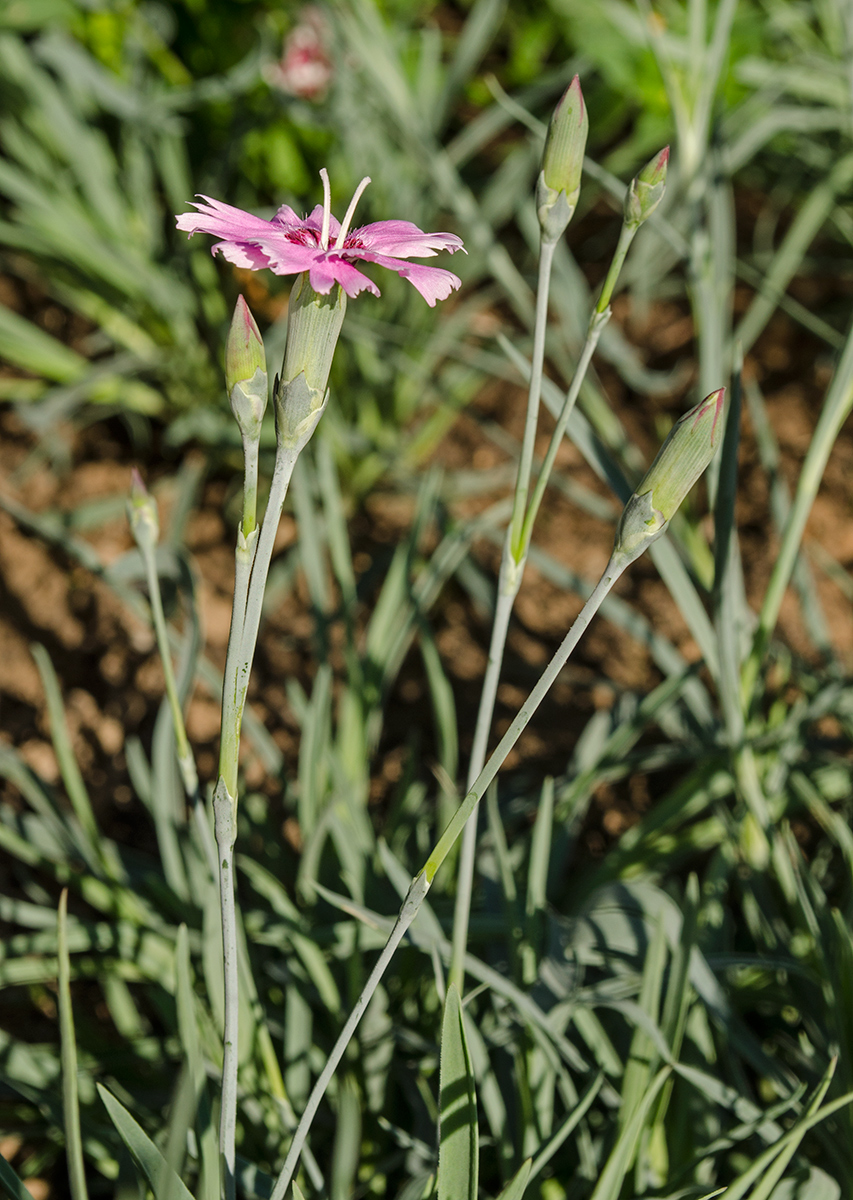 Image of genus Dianthus specimen.