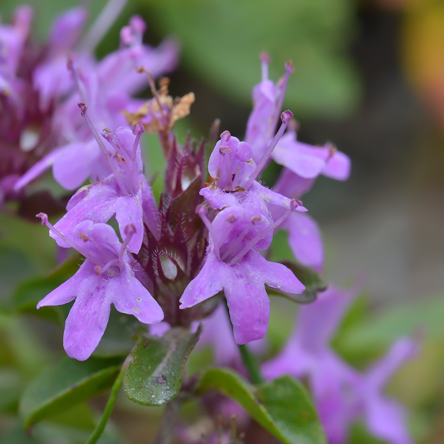 Image of genus Thymus specimen.