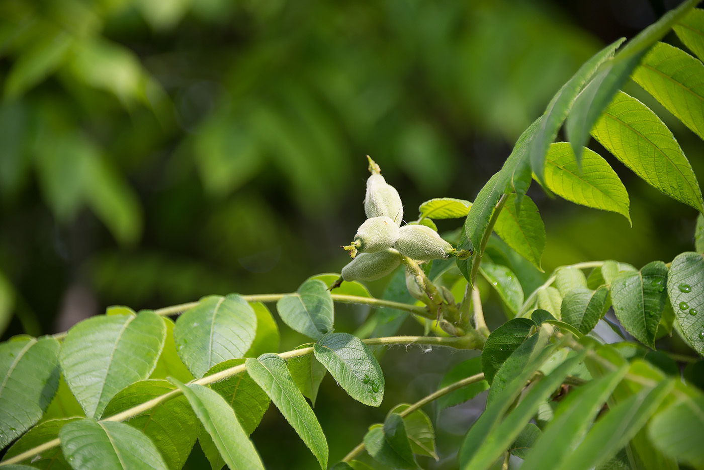 Изображение особи Juglans cinerea.