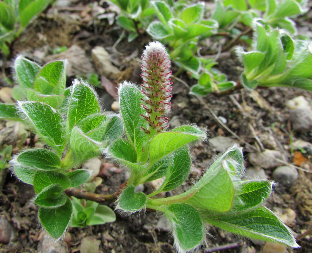 Image of Salix arctica specimen.