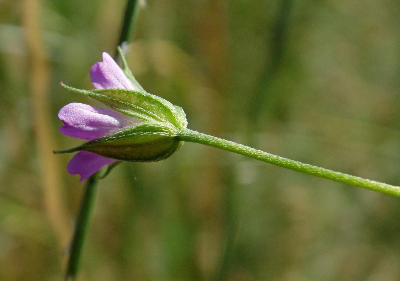 Image of Geranium columbinum specimen.