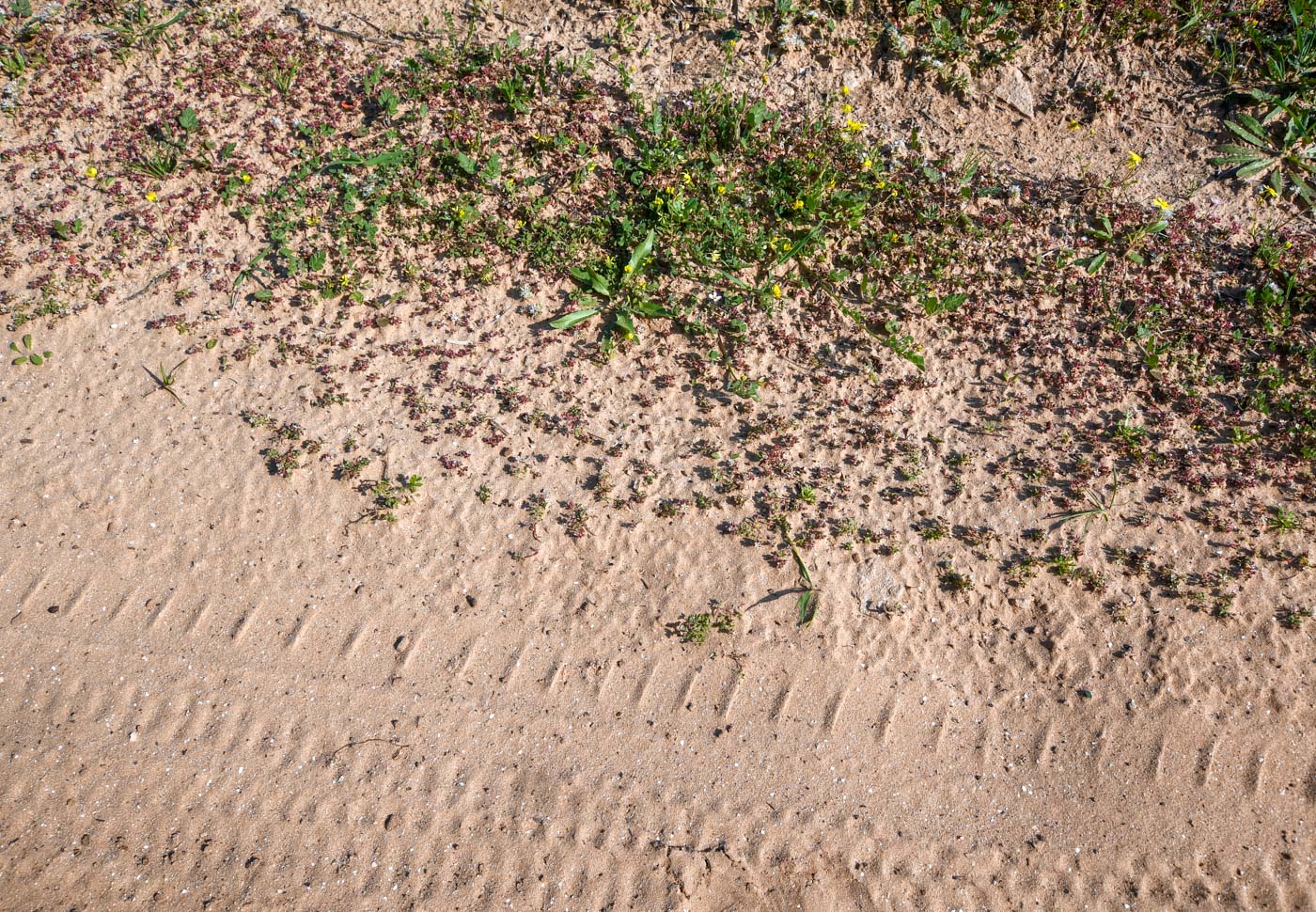 Изображение особи Polycarpon succulentum.