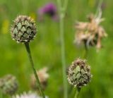 Centaurea scabiosa