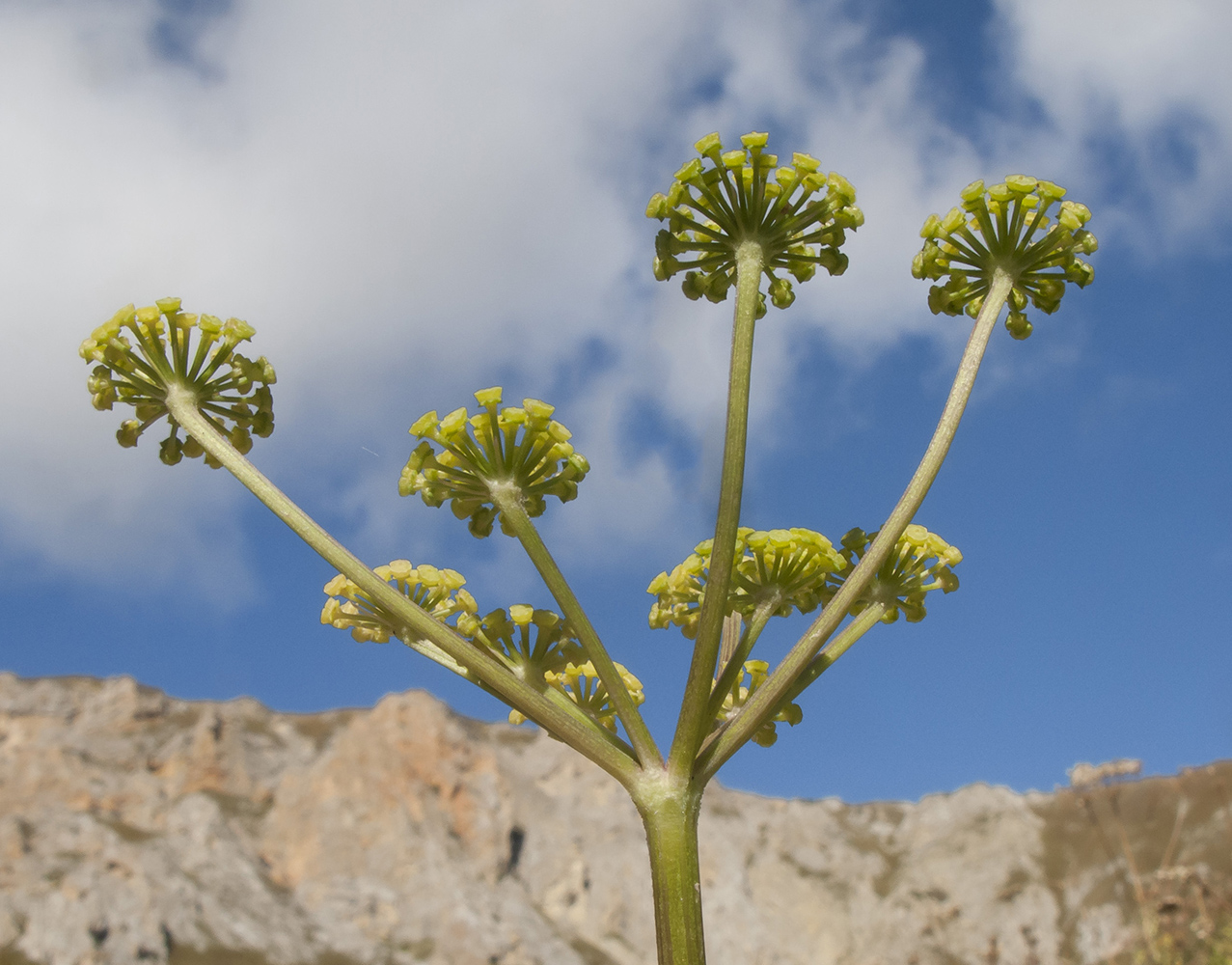 Изображение особи Angelica purpurascens.